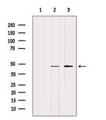 SLC7A11 Antibody in Western Blot (WB)