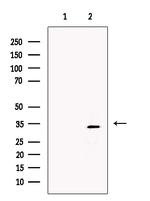 XLF Antibody in Western Blot (WB)