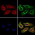 ZW10 Antibody in Immunocytochemistry (ICC/IF)