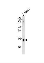 Histone H2A.Z Antibody in Western Blot (WB)