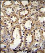 Glypican 6 Antibody in Immunohistochemistry (Paraffin) (IHC (P))