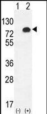 Glypican 6 Antibody in Western Blot (WB)