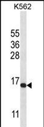 Histone H2A.X Antibody in Western Blot (WB)