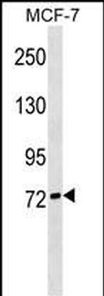 SIGLEC10 Antibody in Western Blot (WB)