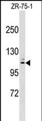 MARCH10 Antibody in Western Blot (WB)