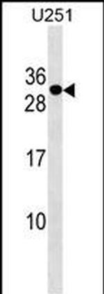 POMZP3 Antibody in Western Blot (WB)