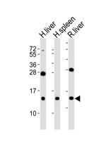 CXCL11 Antibody in Western Blot (WB)