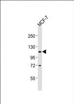 ADAMTS15 Antibody in Western Blot (WB)