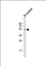 S-arrestin Antibody in Western Blot (WB)