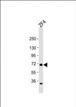 RAB11FIP4A Antibody in Western Blot (WB)