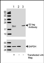 E2 tag Antibody in Western Blot (WB)