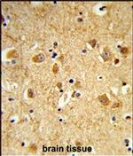 Dynamin 3 Antibody in Immunohistochemistry (Paraffin) (IHC (P))