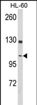 Dynamin 3 Antibody in Western Blot (WB)