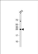 14-3-3 gamma Antibody in Western Blot (WB)