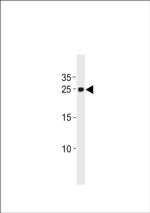 14-3-3 gamma Antibody in Western Blot (WB)