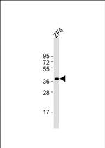 Ephrin B2 Antibody in Western Blot (WB)