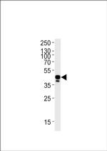 Ephrin B2 Antibody in Western Blot (WB)