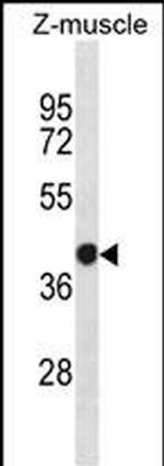 EIF2S1 Antibody in Western Blot (WB)