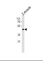 JNK1 Antibody in Western Blot (WB)