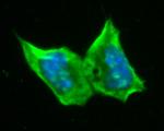 RBPMS Antibody in Immunocytochemistry (ICC/IF)