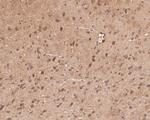 GABRA4 Antibody in Immunohistochemistry (Paraffin) (IHC (P))