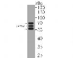 GABRB1 Antibody in Western Blot (WB)