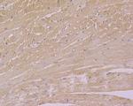 USP21 Antibody in Immunohistochemistry (Paraffin) (IHC (P))