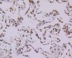 Histone H2A.X Antibody in Immunohistochemistry (Paraffin) (IHC (P))