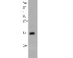 Histone H2A.X Antibody in Western Blot (WB)