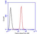 Fascin Antibody in Flow Cytometry (Flow)