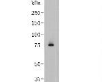 BCL6 Antibody in Western Blot (WB)