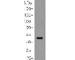 Cytokeratin 20 Antibody in Western Blot (WB)