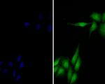 delta Catenin Antibody in Immunocytochemistry (ICC/IF)