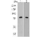 delta Catenin Antibody in Western Blot (WB)