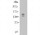 ITCH Antibody in Western Blot (WB)