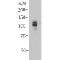 ITCH Antibody in Western Blot (WB)