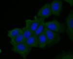 MUC1 Antibody in Immunocytochemistry (ICC/IF)