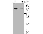 MDM2 Antibody in Western Blot (WB)