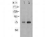 TGM2 Antibody in Western Blot (WB)