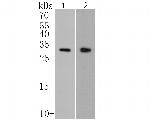 CLIC4 Antibody in Western Blot (WB)