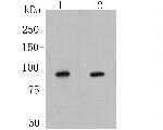 LGR5 Antibody in Western Blot (WB)