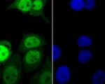 FEN1 Antibody in Immunocytochemistry (ICC/IF)