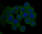 KIDINS220 Antibody in Immunocytochemistry (ICC/IF)