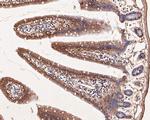 TRPM4 Antibody in Immunohistochemistry (Paraffin) (IHC (P))