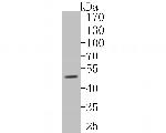 P2X3 Antibody in Western Blot (WB)