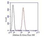 Aldolase B Antibody in Flow Cytometry (Flow)