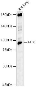 ATF6 Antibody in Western Blot (WB)