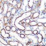 FGF2 Antibody in Immunohistochemistry (Paraffin) (IHC (P))