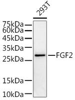 FGF2 Antibody in Western Blot (WB)