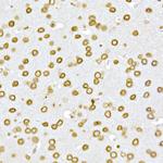 Lamin A/C Antibody in Immunohistochemistry (Paraffin) (IHC (P))